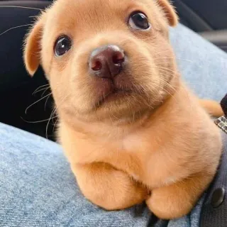 😐 dog, puppy, cute, animal, pet, small dog, brown puppy telegram sticker