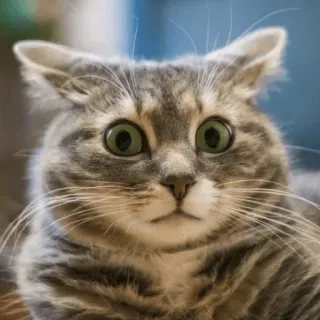 😳 猫, 衝撃, びっくり, 怖い, 面白い, ミーム, 動物, ペット telegram sticker