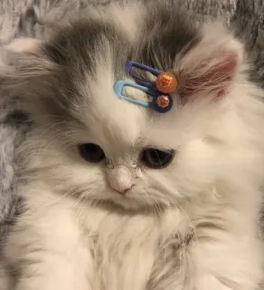🌟 gatinho, gato, fofo, animal, fofo, doméstico, animal de estimação, felino telegram sticker