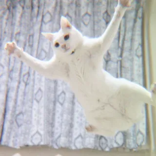 🐈 gato, gato branco, pulando, engraçado, animal, animal de estimação telegram sticker
