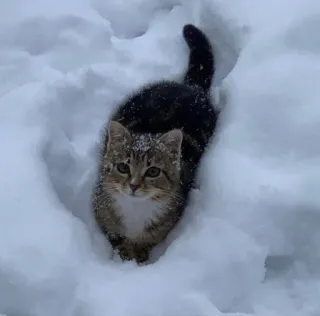 🤩 cat, snow, kitten, winter, animal, pet, cute, cold telegram sticker