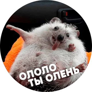 😃 ОЛОЛО
ТЫ ОЛЕНЬ hérisson, animal, drôle, mème, russe telegram sticker