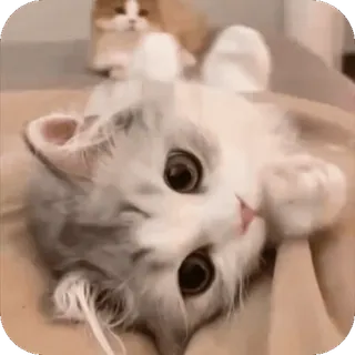 🤩 gatto, gattino, carino, animale, animale domestico, felino telegram sticker