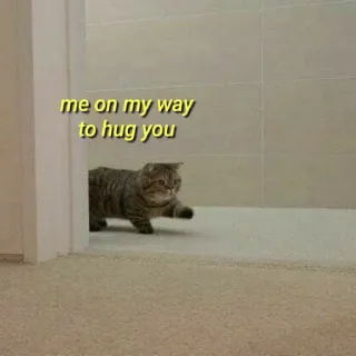 💛 me on my way to hug you gato, abraçando, fofo, animal, animal de estimação, engraçado telegram sticker