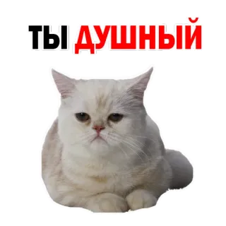 😔 ТЫ ДУШНЫЙ gato, engraçado, meme, expressão, texto, russo whatsapp sticker