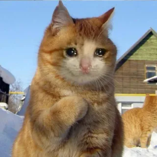 🐱 猫, 泣く, ミーム, 悲しい, ペット, 動物 telegram sticker