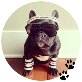🐶 собака, бульдог, солнцезащитные очки, спорт, повязка на голову, браслет telegram sticker