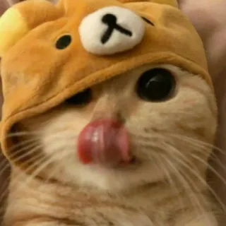 😺 gato, fofo, animal, animal de estimação, chapéu, urso whatsapp sticker