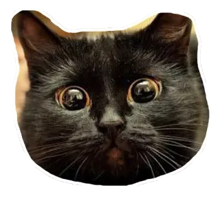 🐱 gato, animal, gato negro, lindo, mascota, gatito telegram sticker