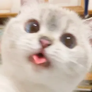😜 cat, animal, pet, kitten, cute, funny, tongue whatsapp sticker