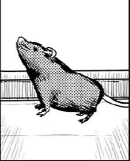 🌟 rata, animal, roedor, dibujo, ilustración, pegatina telegram sticker