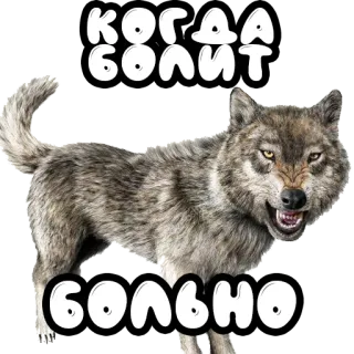 😖 когда болит больно lupo, animale, adesivo, aggressivo, testo, russo telegram sticker
