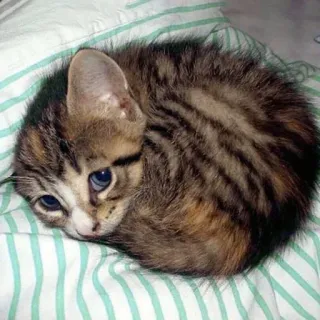 🥺 chat, chaton, animal, mignon, animal de compagnie, félin, tigré, domestique telegram sticker