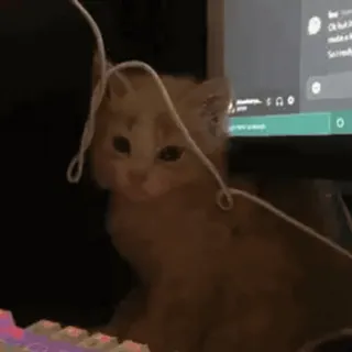 ❤️ 猫, 子猫, 動物, ペット, キーボード, かわいい, コンピュータ, ケーブル whatsapp sticker