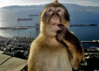 🤔 monkey, ape, thinking, contemplating, funny, nature, primate, barbary macaque telegram sticker