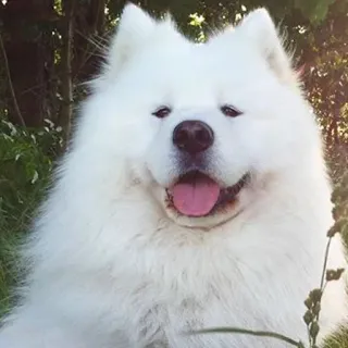 ❤️ Hund, Samojede, weißer Hund, Haustier, flauschiger Hund, Tier, süß, Haustier telegram sticker