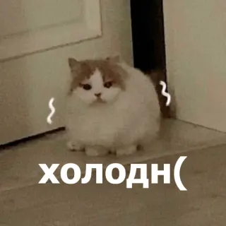 🥶 ХОЛОДН( แมว, หนาว, สติกเกอร์, น่ารัก, สัตว์ telegram sticker