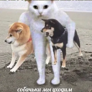 👿 собачки мы уходим chat, chiens, mème, animaux, drôle, plage telegram sticker