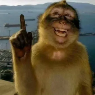 ☝ monkey, ape, pointing, smiling, funny, animal, macaque telegram sticker