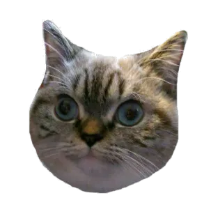 😐 кот, животное, наклейка, питомец, млекопитающее, кошачий, домашний кот whatsapp sticker