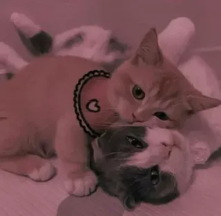 💛 gatos, animales, lindo, mascota, doméstico whatsapp sticker