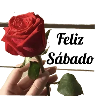🙏 Rose, Blume, Rot, Hand, Pflanze, Natur, Romantisch whatsapp sticker