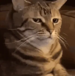 😐 кот, животное, питомец, мем, смешной, милый, серьезный telegram sticker