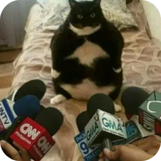 🐶 gatto, intervista, media, notizie, divertente, animale telegram sticker