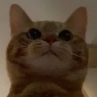 🥺 cat, cute, animal, pet, feline, orange tabby telegram sticker