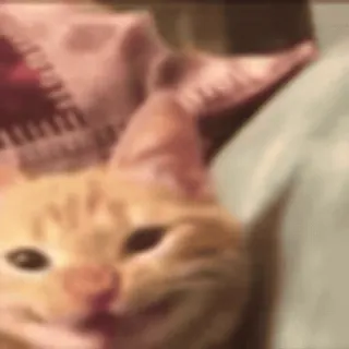 🤤 kat, kitten, oranje cyperse kat, dier, huisdier telegram sticker