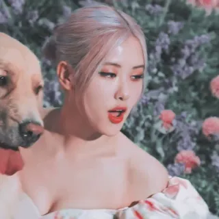 🌹 Rose kpop, rose, blackpink, chanteur, chien, golden retriever whatsapp sticker