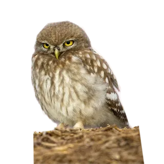 😌 owl, bird, wildlife, nature, animal telegram sticker