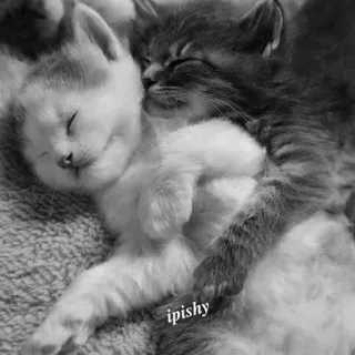 🕸 ipishy 小猫, 猫, 睡觉, 可爱, 动物, 宠物 telegram sticker