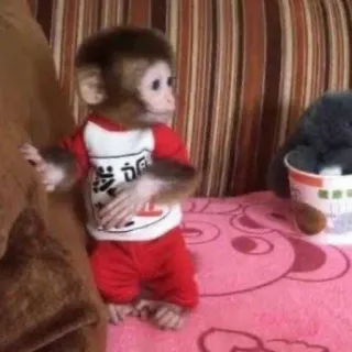 🙈 monkey, cute, baby, animal, primate telegram sticker