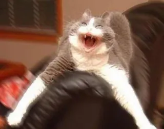🐱 chat, chat en colère, drôle, mème, animal de compagnie, animal telegram sticker