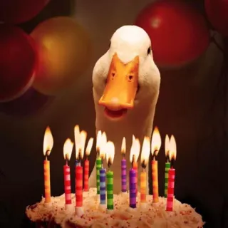 🥳 duck, birthday, cake, candles, animal, celebration whatsapp sticker