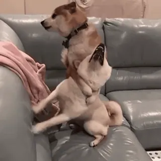 ☠️ 犬, 面白い, 動物, ソファ, 遊ぶ telegram sticker
