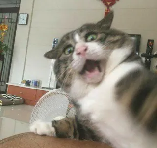 🎥 cat, scared, shocked, animal, feline telegram sticker