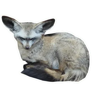 👿 fennec fox, animal, fox, wildlife, desert fox, mammal, cute, ears telegram sticker