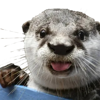 😛 выдра, животное, млекопитающее, милый, дикая природа, водное животное telegram sticker
