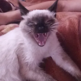 😆 Katze, Gähnen, Siamesisch, Tier, Haustier, Säugetier, Hauskatze telegram sticker