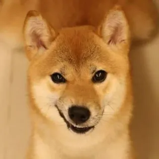 🐕 Shiba Inu, perro, lindo, animal, mascota, meme whatsapp sticker
