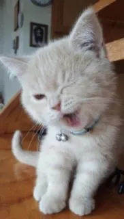 😉 кот, котенок, животное, зевающий, питомец, милый telegram sticker