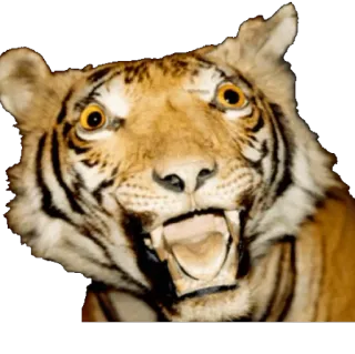 🐯 tigre, animal, faune, chat, prédateur, mammifère whatsapp sticker