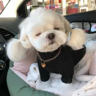 🐶 perro, cachorro, maltés, lindo, mascota, animal telegram sticker