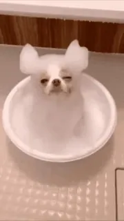 🌟 dog, cute, bath, chihuahua, puppy, white telegram sticker