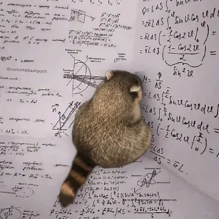 😖 @nocturneltrashposts Waschbär, Mathe, Gleichungen, Tier, Meme telegram sticker
