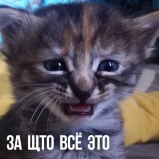 😫 ЗА ЩТО ВСЁ ЭТО แมว, ลูกแมว, เศร้า, มีม, รัสเซีย, สัตว์ telegram sticker