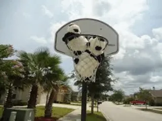 🏀 basketball, pandas, street, outdoors, trees, sky telegram sticker