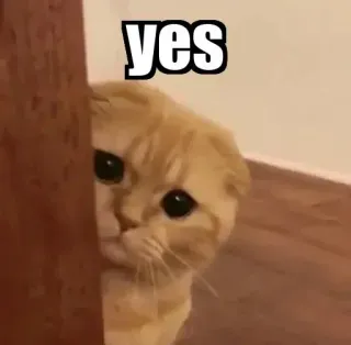 👀 yes gato, lindo, meme, sí, divertido, animal telegram sticker